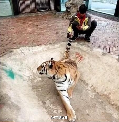 贵阳野生动物园回应网上拉扯老虎尾巴视频 正在调查(图)