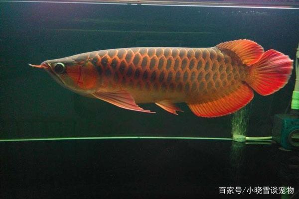 馬鞍山水族批發(fā)市場(chǎng)在哪里啊多少錢一噸（馬鞍山水族批發(fā)市場(chǎng)在哪里啊多少錢一噸）