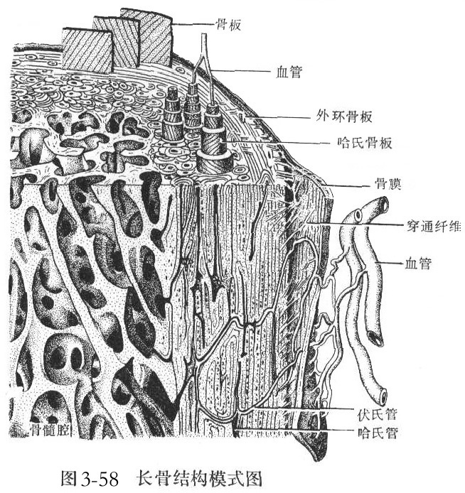 骨小梁是什么 360搜索