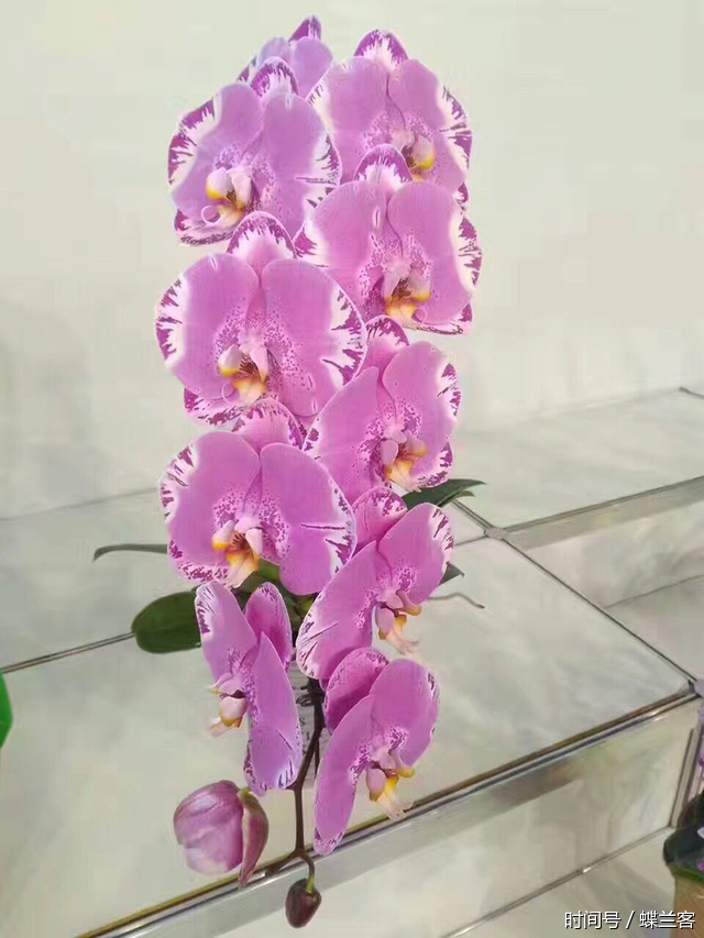 t0106e733f0dd192f36.png?size=640x853