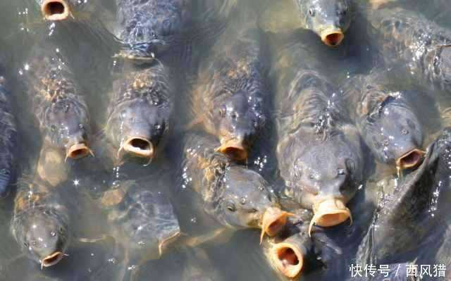 泛滥生物五大天王, 横行美国澳洲, 敢来中国吗?
