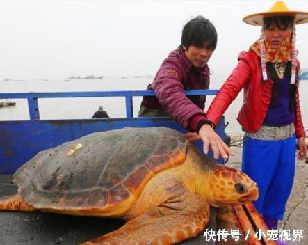 渔夫捕获罕见的巨龟,富豪出高价买,巨龟的举措