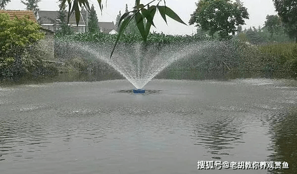 雷龍魚最便宜的品種（雷龍魚多少錢一只）