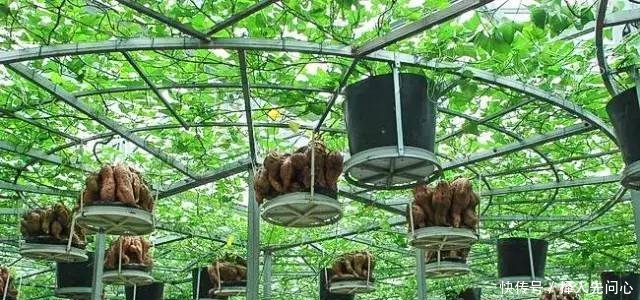 红薯长到了空中是什么原理看完后恍然大悟