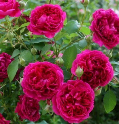 开花最大的月季 t010b9ca7236ecd8732.jpg