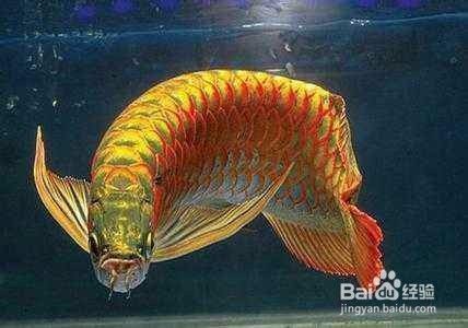 大型魚缸裝飾圖片大全視頻 水族問答