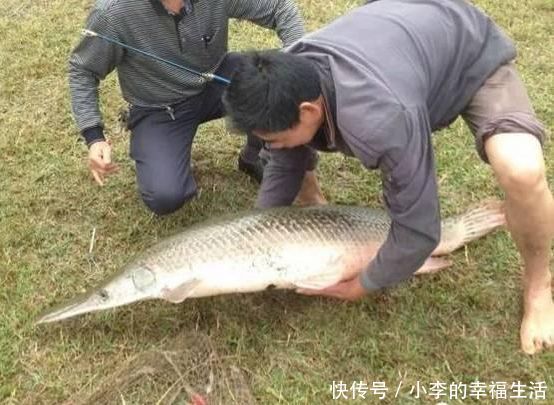 农村大哥钓鱼钓到一条90斤大鱼，人吃上几口就会中毒，危及生命