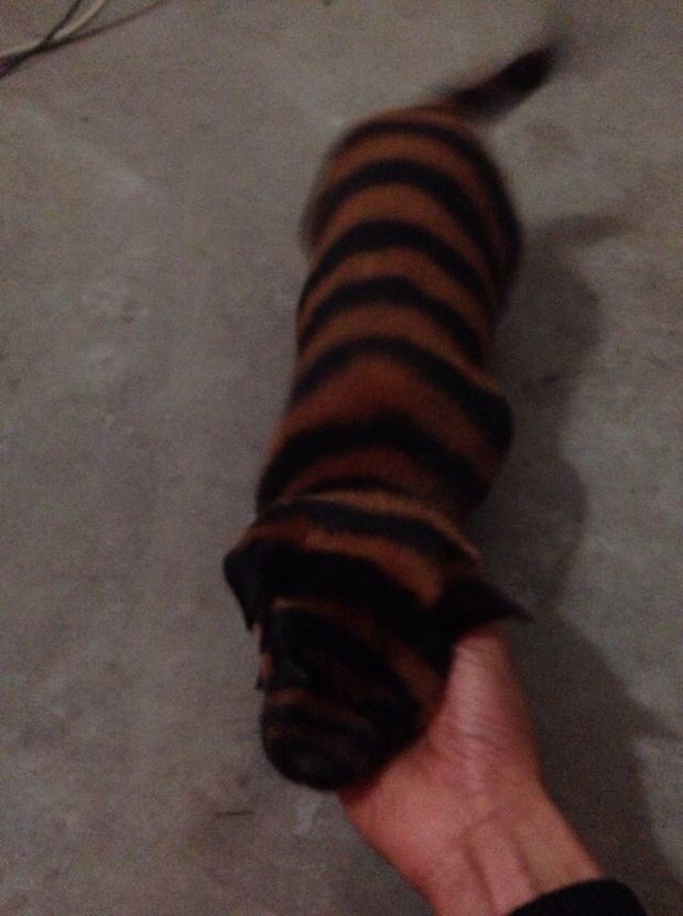 条纹老虎狗