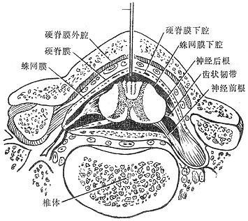 简单介绍 在脊髓的蛛网膜和软脊膜之间有一宽大的间隙,名叫蛛网膜下