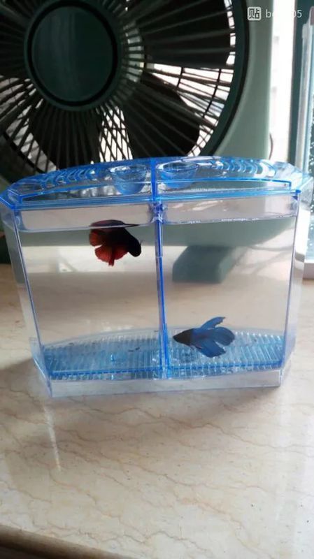 没有过滤器怎么养斗鱼_360问答