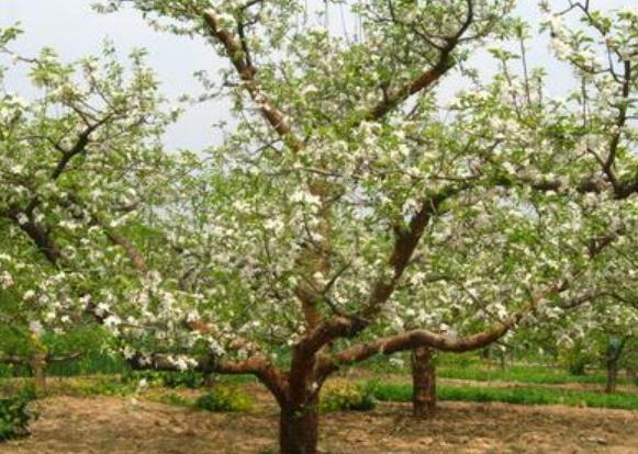 春天的苹果树是什么样子_好帮手