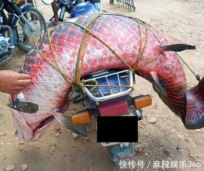 男子湖里抓到未知鱼种,上网查阅后震惊全村