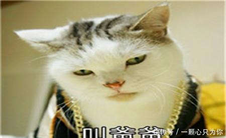 驾照不足三年想跑滴滴