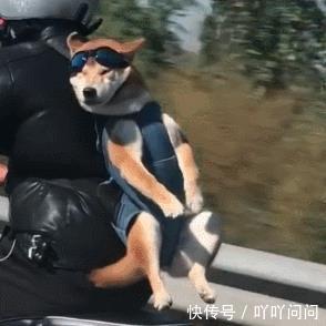 宠主带狗骑车,柴犬像书包一样,被背在身后,这是