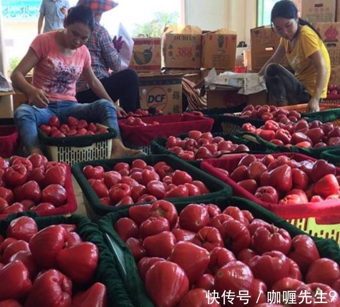 农民种植来自马来西亚的“它”一斤卖十元,一年可赚几十万!