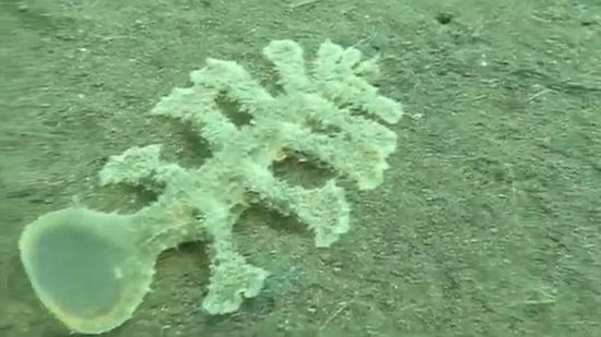 巴厘岛现奇异海蛞蝓 13条腿恐怖怪物