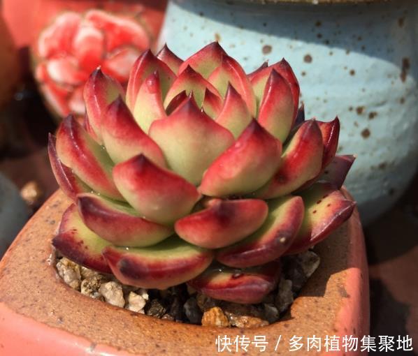让多肉植物快速生根的技巧,学会了,不用施肥叶