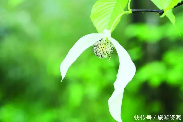 成都周边一日游洗肺圣地,遍赏青山绿水,去过2