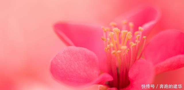 塔罗占卜:选出图中那朵最珍贵的花,测恋人对你