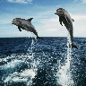 Dolphins HD Jigsaw Puzzlesƽ