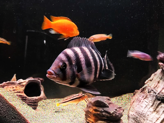 泰安花鳥魚蟲市場（泰安花鳥魚蟲市場在哪）