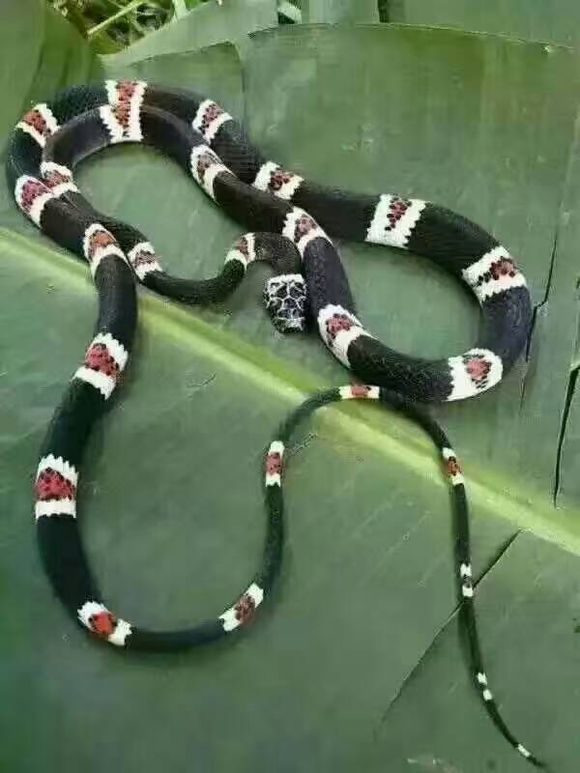 主体黑色带红白环的是什么蛇_360问答