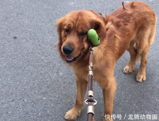 门容易回家难,好几十斤的大金毛不愿回家,急的