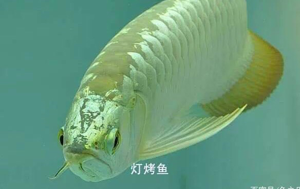 魚缸燈和臺燈區(qū)別圖片 水族問答