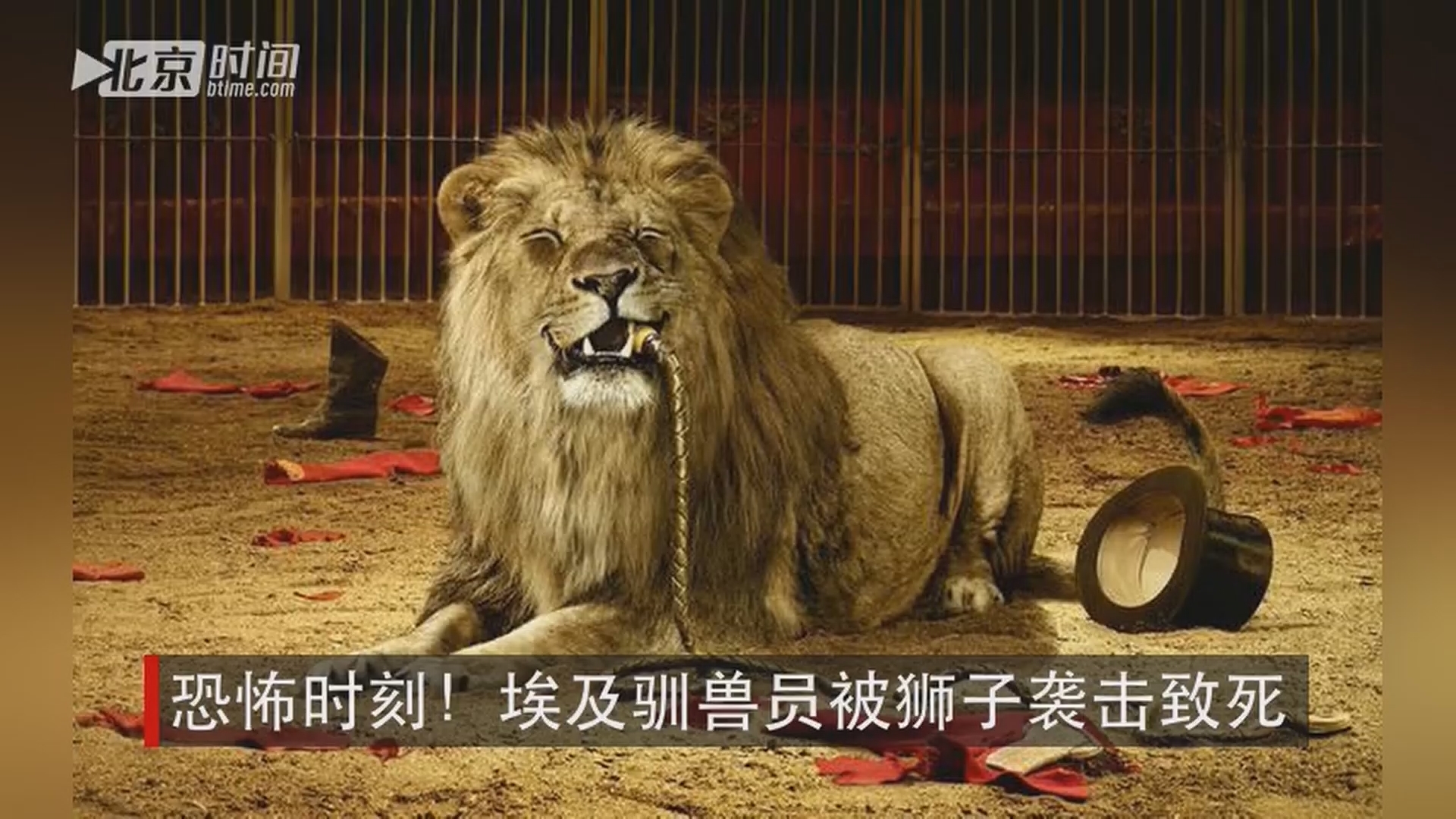 恐怖时刻!埃及驯兽员被狮子袭击致死