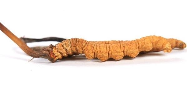 冬虫夏草功效与作用,什么时候吃比较好!