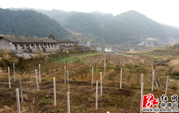 "近日,湖南省保靖县毛沟镇各村村民抢抓晴好天气,纷纷在田间地头对