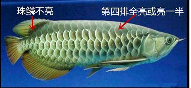 長(zhǎng)春觀賞魚(yú)寄養(yǎng)價(jià)格多少錢(qián) 長(zhǎng)春觀賞魚(yú)寄養(yǎng)價(jià)格多少錢(qián)一只