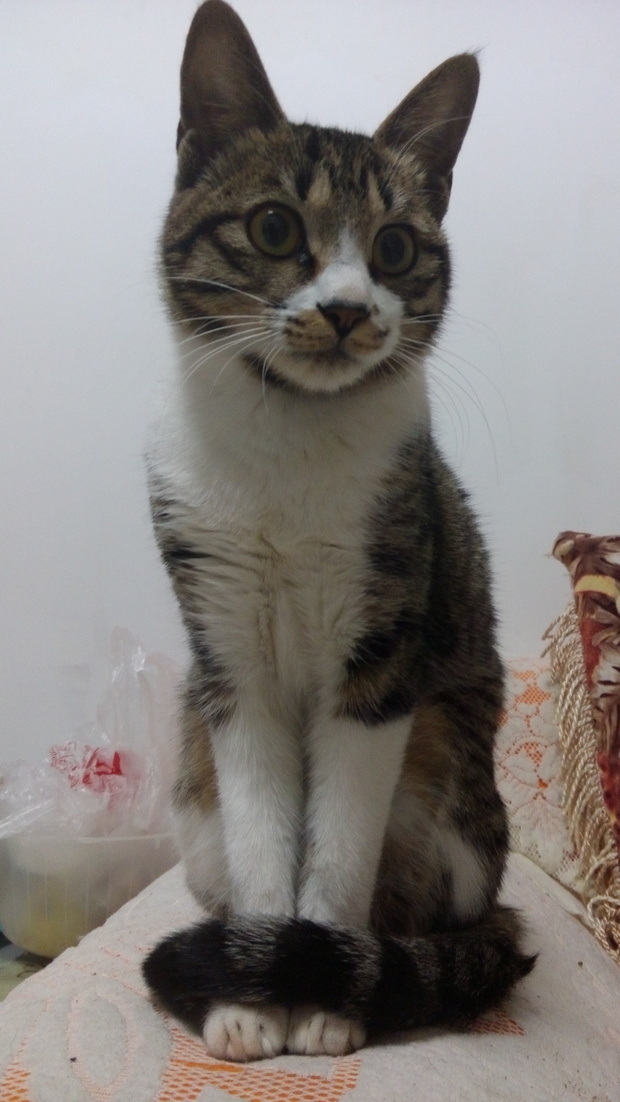 头上有M字,有可能是,还有可能是虎斑猫 狸花猫有非常圆的头部,非常宽大的面颊,两只耳朵存在的间距不是很短,耳朵的大小十分的合适, 有非常宽广的耳根,很深的耳廓,位于尖端的部分是比较圆滑的。它那非常大的眼睛是很闪亮的,形状是圆杏核的,从黄色、金色到绿色不等的颜色是人们认可的,其中绿色为上品,眼睛在一般情况下会有眼线出现。鼻头有砖红色、深棕和黑色,长有鼻线。狸花猫有非常适中的身材,不但有很宽的胸腔,还很深、厚。四肢同尾巴一样,长度适中,并且强健,具有发达的肌肉。 注:不是所有虎斑猫都是狸花猫(即使它有&quo