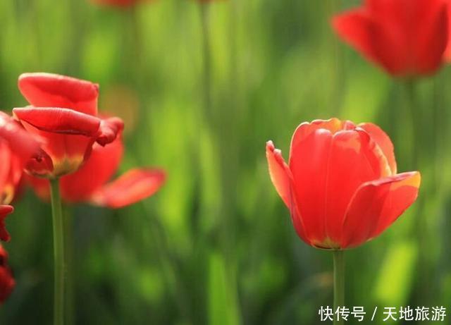 花卉摄影:醉人郁金香