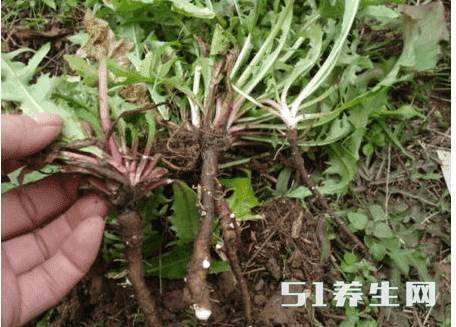 一种生于路边的尿床草，竟然是胃炎和肝炎的福音!