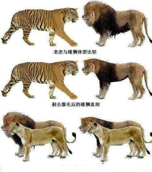 烫头的打不过纹身的,老虎和狮子单挑为什么赢