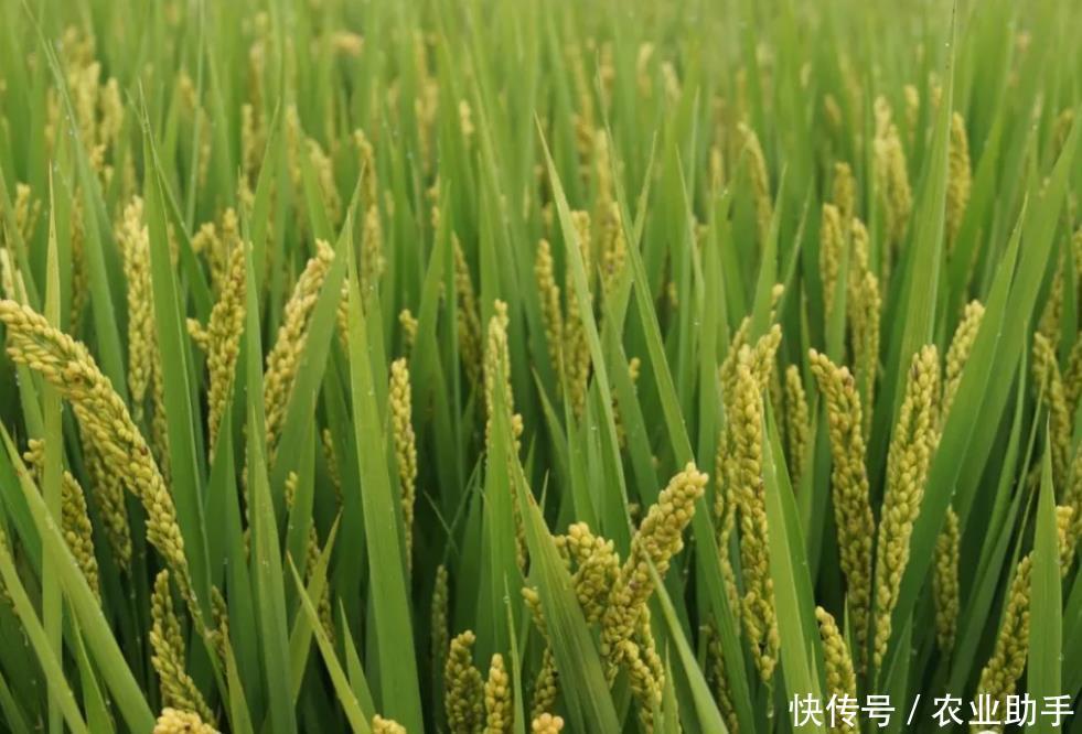 高温持续,水稻进入孕穗期,为啥强烈推荐农民喷施磷酸二氢钾? pp王者电子游戏