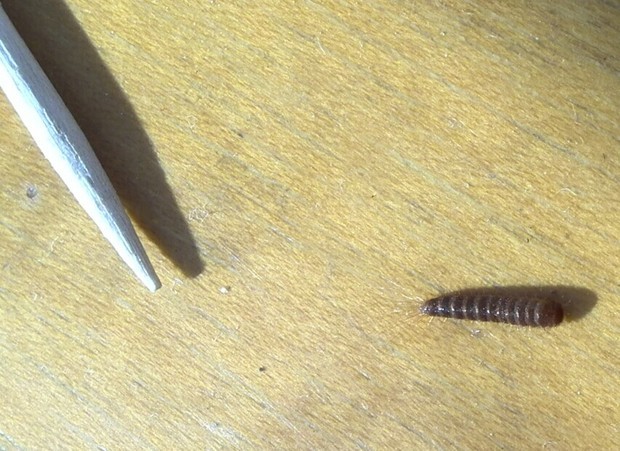 这是什么虫子呢?是在衣柜和床下发现的,以前也