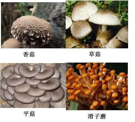 中国栽培的食用菌种类和品种概况