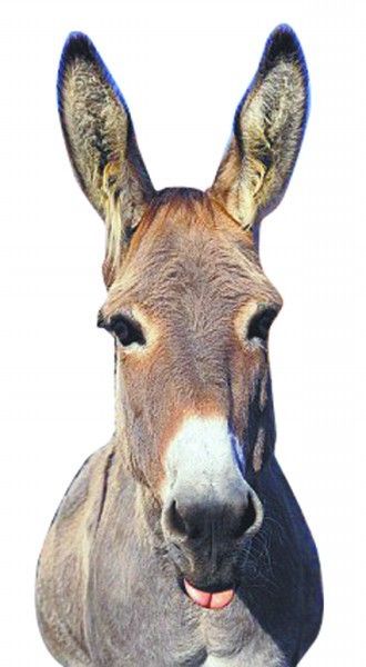 驴子(驴子) ◎  驴子lǘzi [donkey;ass]一种家畜,像马,比马小,耳朵