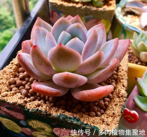 养多肉植物还在花钱买土?自己来配制,一样长得