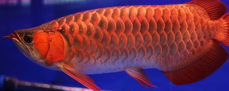 羅漢魚(yú)紅眼病怎么辦：羅漢魚(yú)紅眼睛 羅漢魚(yú)