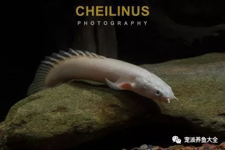 粵北花木奇石水族館（粵北花木奇石水族館在哪里）