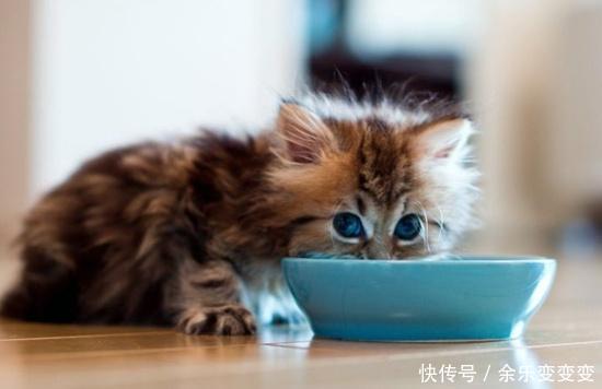 家里的小馋猫最喜欢吃鱼,但海鲜什么的就别乱