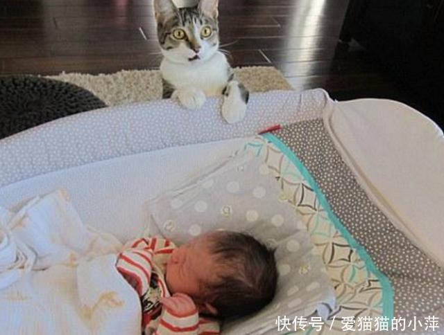 家里突然多了一个小婴儿,老猫之后的异常的反应让人有些害怕! 澳门威尼斯在线平台