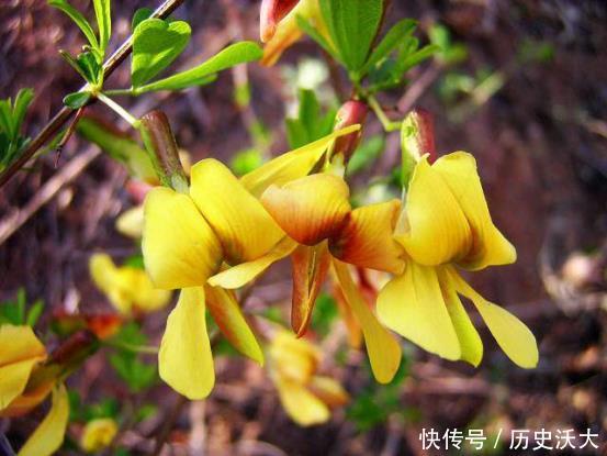 女人不想变黄脸婆,常吃4种食物,排毒抗衰,美容护肤 新金沙线上网站