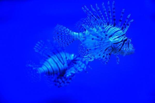 常州市天寧區(qū)蘭陵威龍水族園藝館（常州市天寧區(qū)蘭陵威龍水族園藝館電話） 全國(guó)水族館企業(yè)名錄