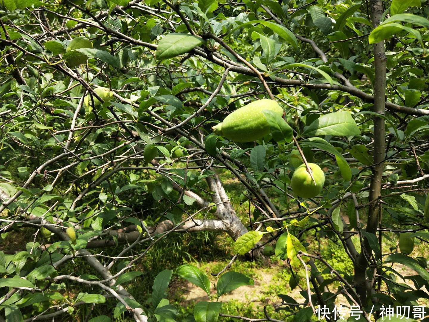 公园常见的木瓜海棠,没想到还有减肥的功效