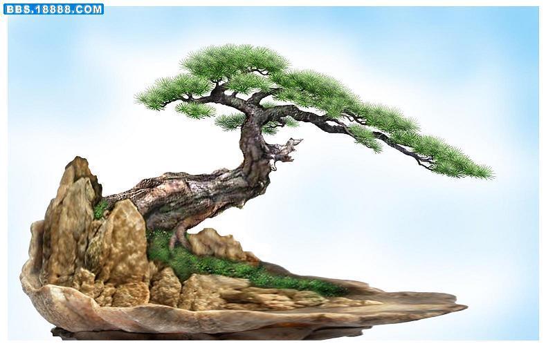 黄山松盆景文人树_盆景欣赏