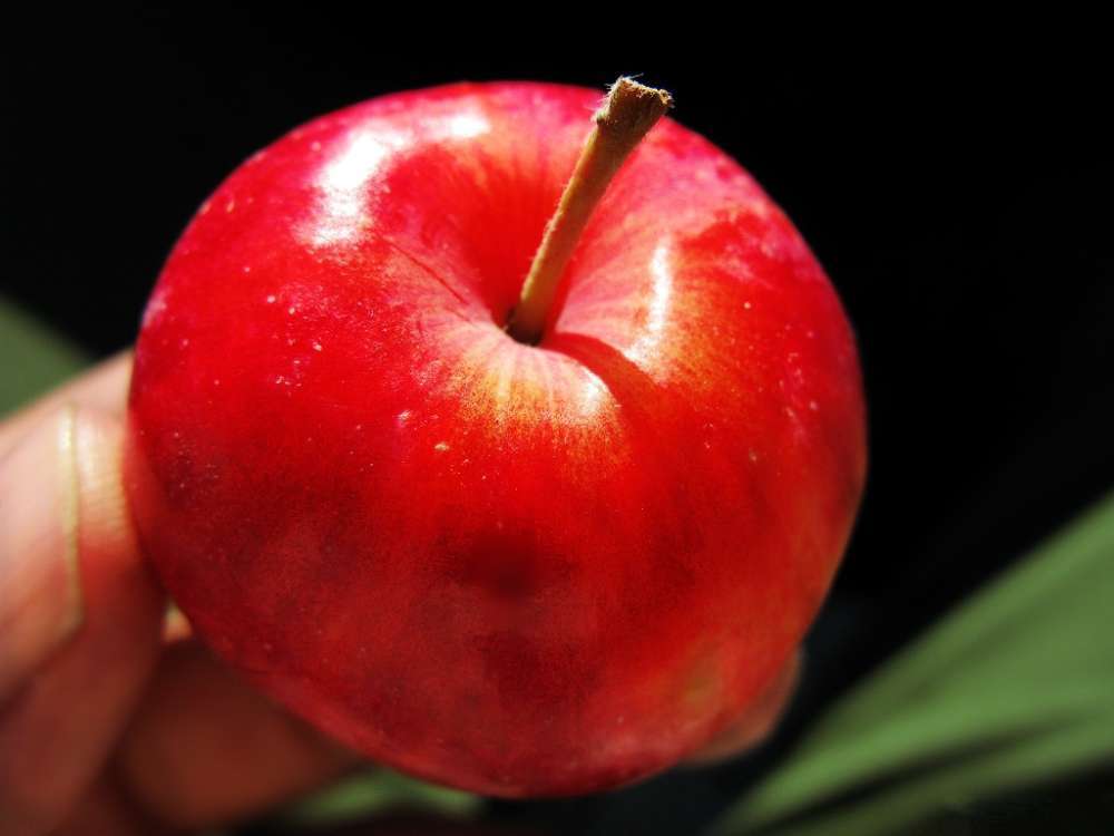 怎么晒苹果干最好吃 t012044c722d2a5e6f0.jpg